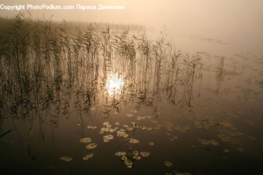 Grass, Plant, Reed, Land, Marsh, Pond, Swamp