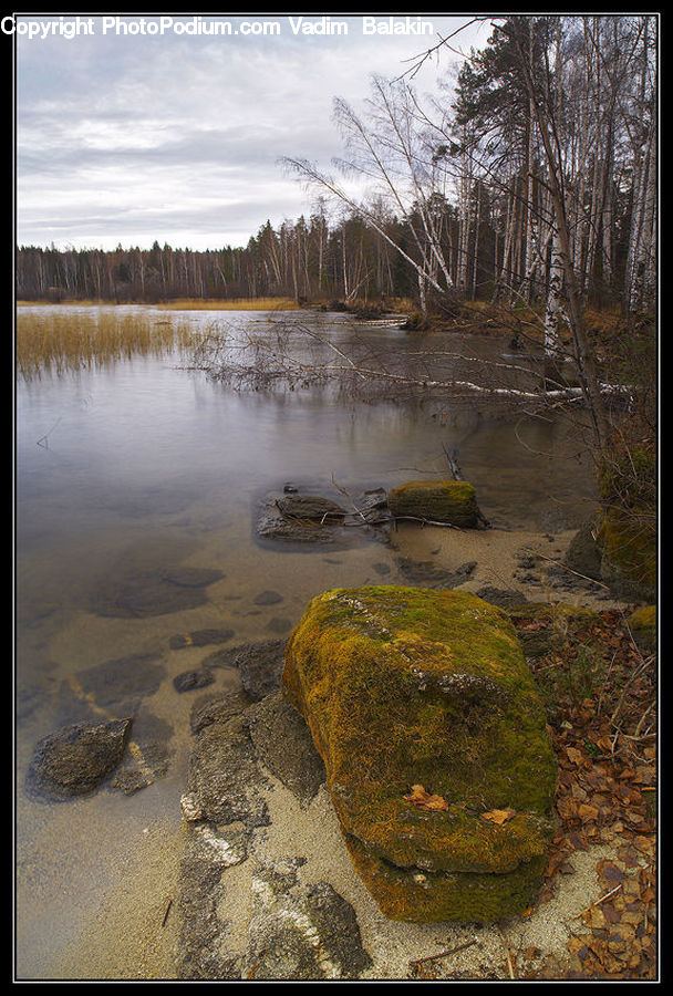 Algae, Land, Marsh, Pond, Swamp, Water, Amphibian