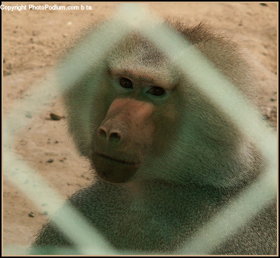 Animal, Baboon, Mammal, Monkey, Face