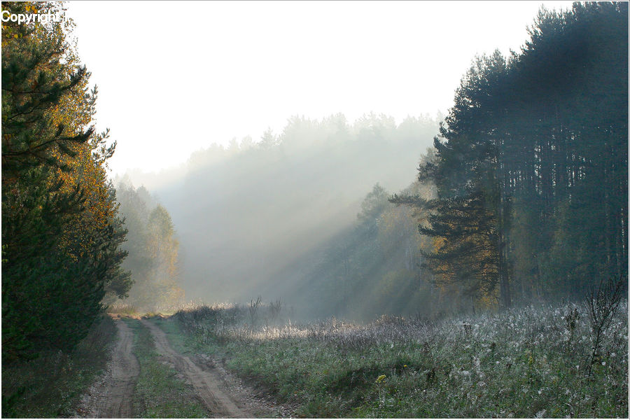 Conifer, Fir, Plant, Tree, Dirt Road, Gravel, Road