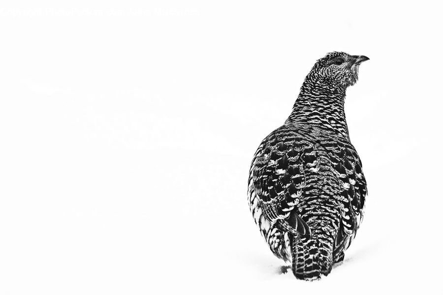 Bird, Grouse, Ptarmigan, Quail