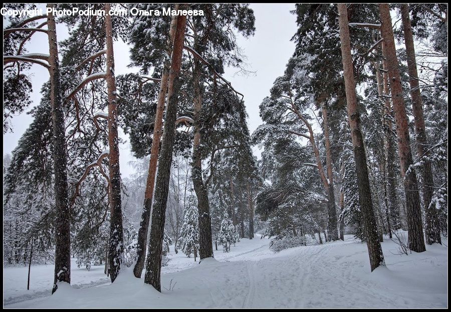Forest, Vegetation, Plant, Tree, Fir, Grove, Land