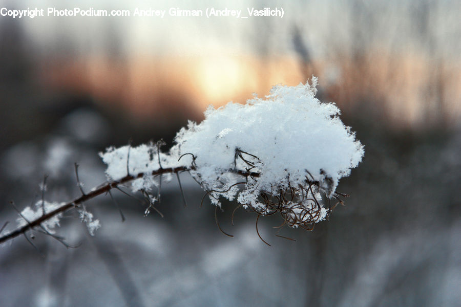Frost, Ice, Outdoors, Snow, Conifer, Fir, Pine