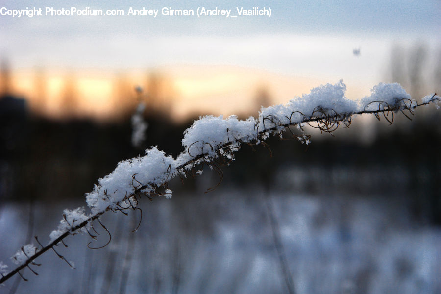 Frost, Ice, Outdoors, Snow, Barbed Wire, Wire, Plant