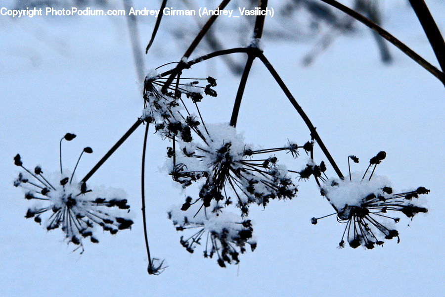 Dill, Plant, Conifer, Fir, Tree, Blossom, Flora