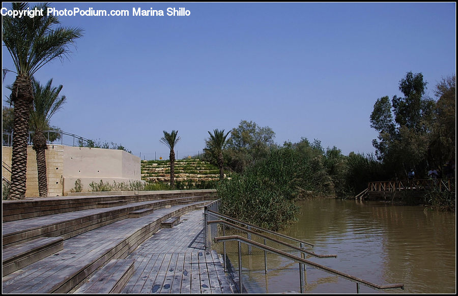 Palm Tree, Plant, Tree, Flood, Bench, Banister, Handrail