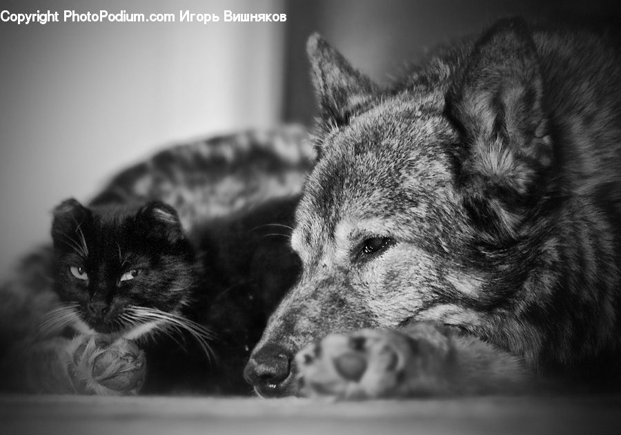 Animal, Adorable, Canine, Mammal, Wolf, Coyote, Grey Fox