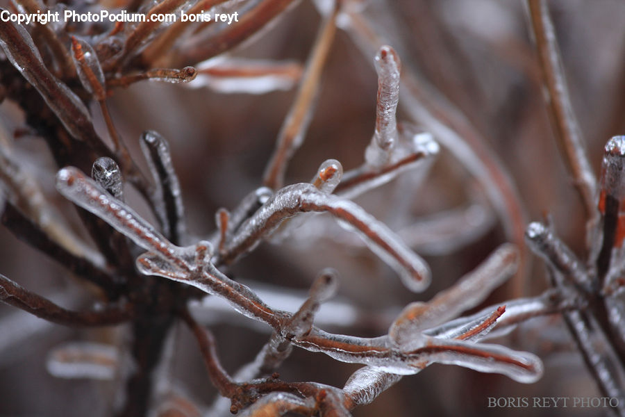 Frost, Ice, Outdoors, Snow, Conifer, Fir, Plant