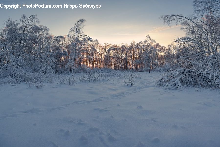Landscape, Nature, Scenery, Forest, Vegetation, Conifer, Fir