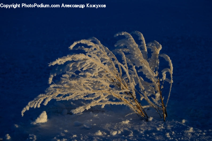 Conifer, Fir, Plant, Tree, Frost, Ice, Outdoors