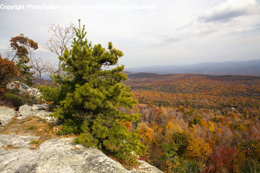 Conifer, Fir, Plant, Tree, Outdoors, Wilderness, Bush