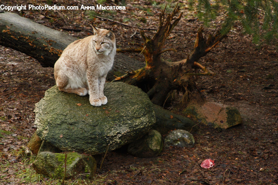 Lizard, Reptile, Animal, Cougar, Lion, Puma, Root