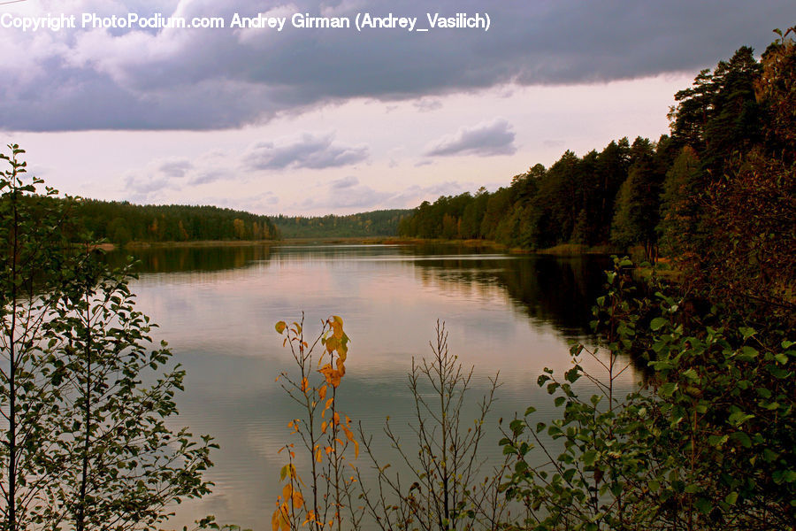 Outdoors, Pond, Water, Lake, Plant, Potted Plant, Forest