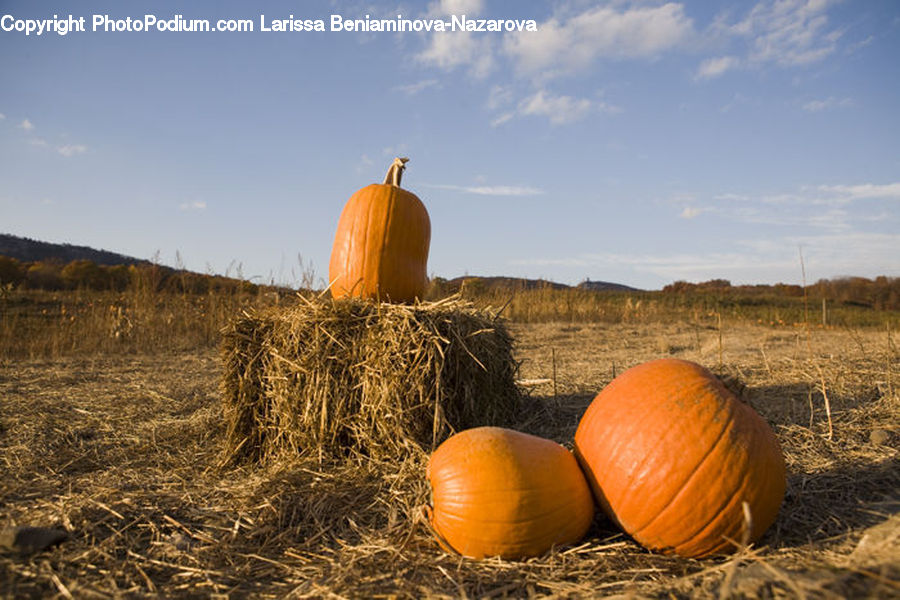 Pumpkin, Squash, Vegetable, Countryside, Hay, Straw, Field