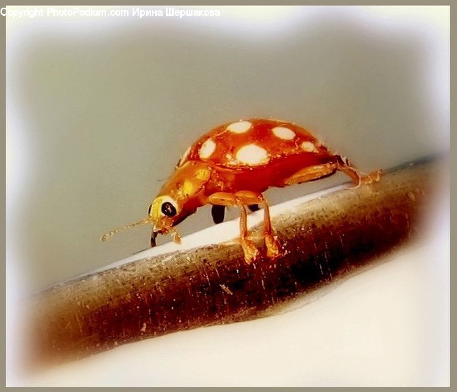Crab, Invertebrate, Sea Life, Seafood, Accessories, Food, Dessert