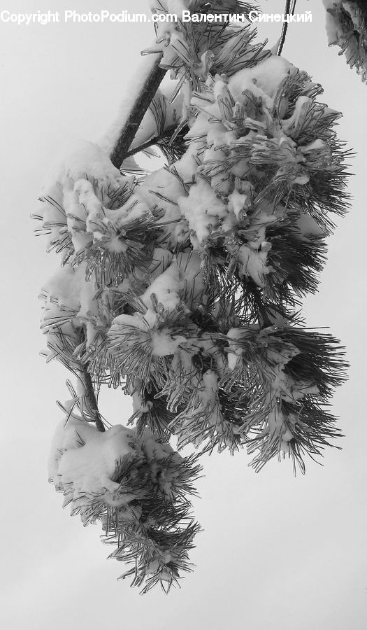 Plant, Potted Plant, Drawing, Sketch, Ice, Outdoors, Snow