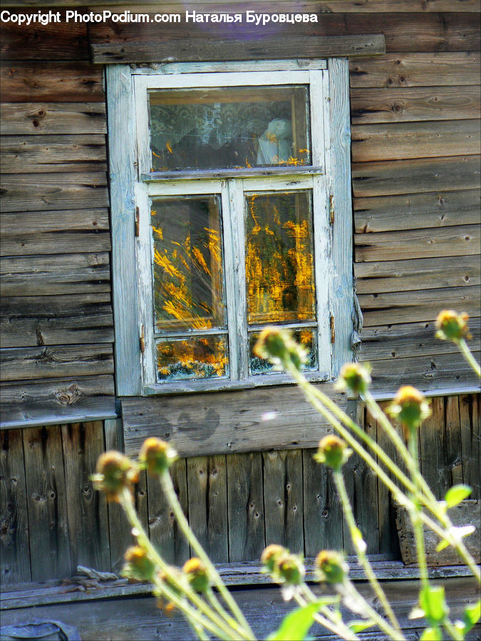Window