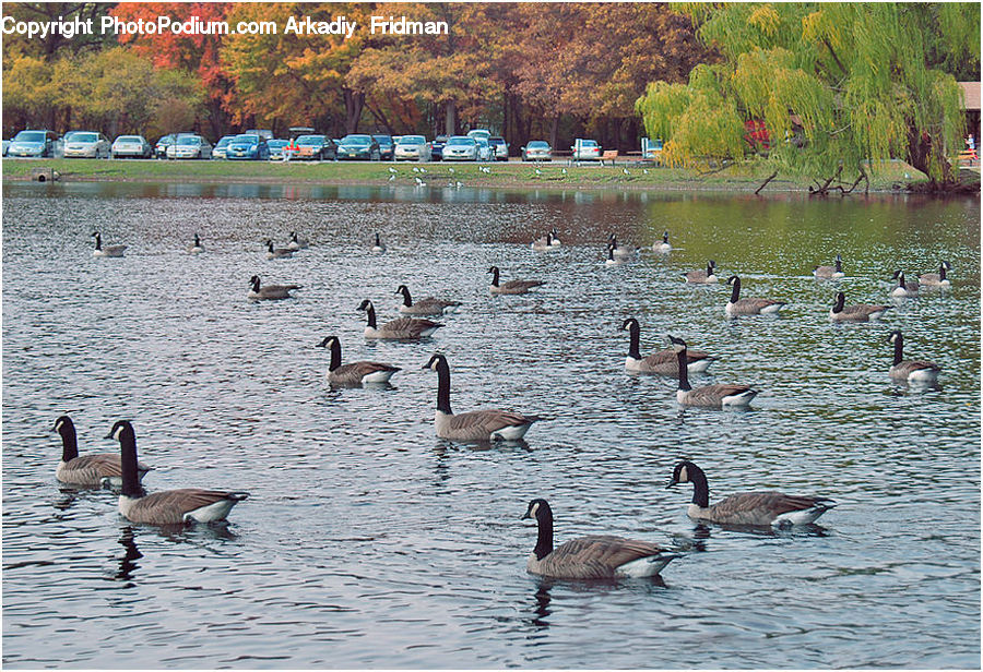 Bird, Goose, Waterfowl, Park, Outdoors, Pond, Water