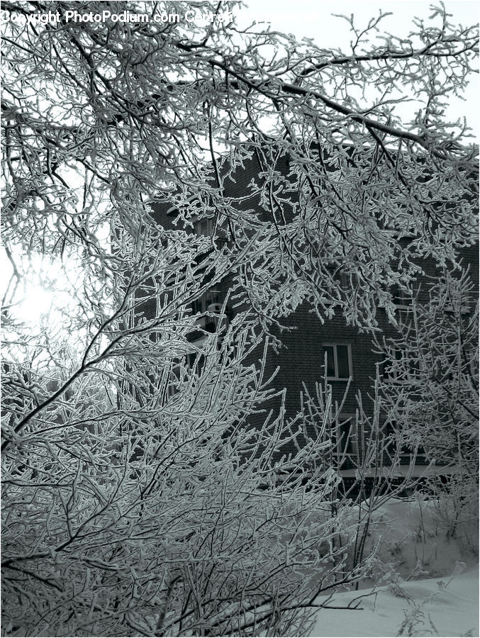 Frost, Ice, Outdoors, Snow, Forest, Vegetation, Plant