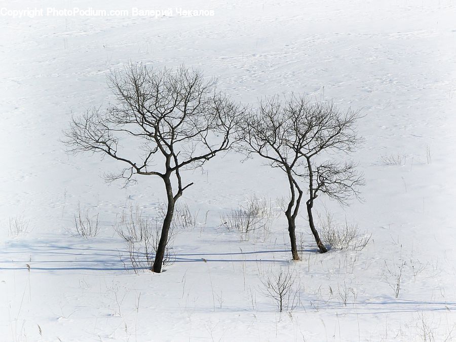 Blizzard, Outdoors, Snow, Weather, Winter, Plant, Tree