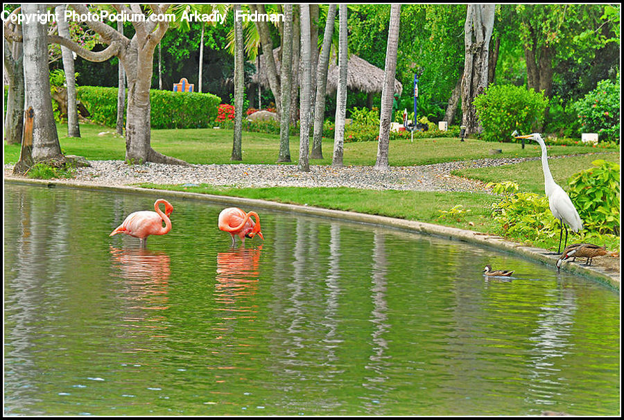 Bird, Flamingo, Flock, Crane Bird, Heron, Ardeidae, Stork