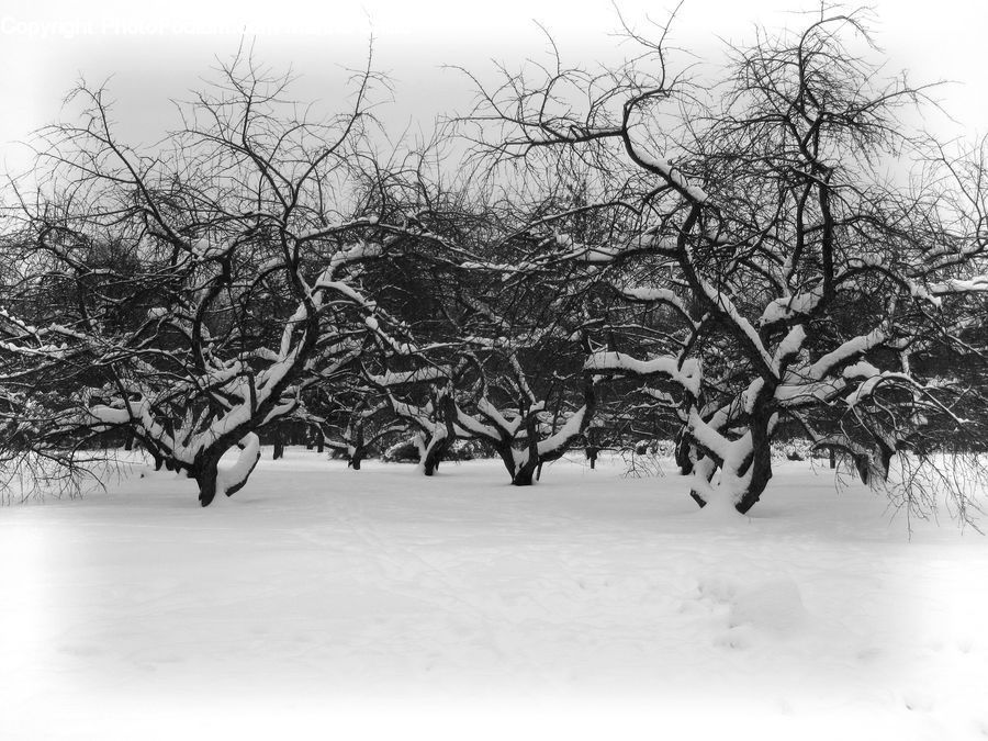 Ice, Outdoors, Snow, Plant, Tree, Oak, Wood