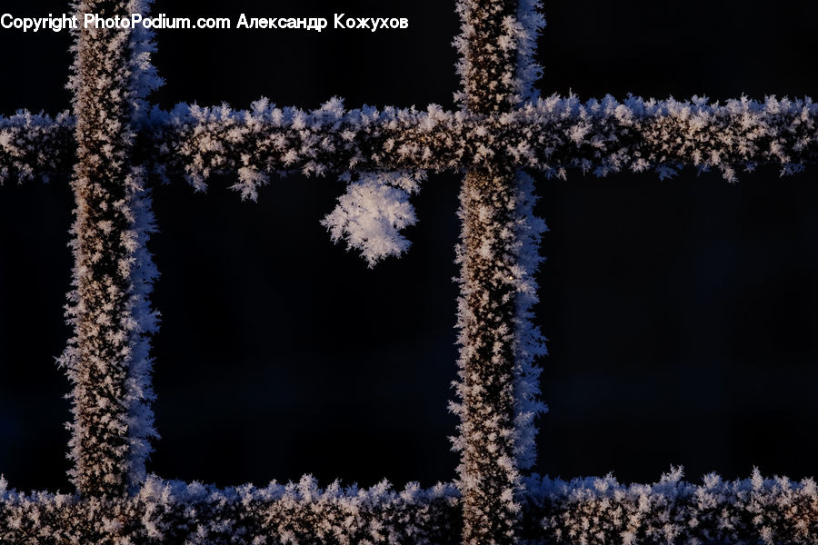 Frost, Ice, Outdoors, Snow, Blossom, Flora, Flower