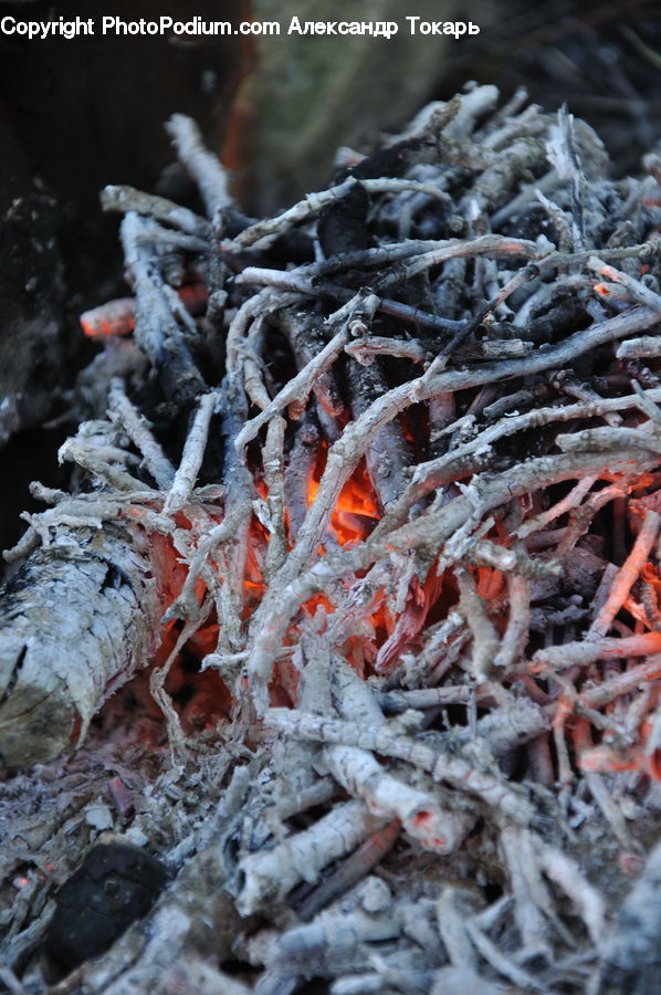 Frost, Ice, Outdoors, Snow, Conifer, Fir, Plant