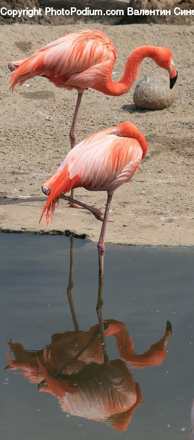 Bird, Flamingo, Flock, Aquatic, Water, Fish, Perch