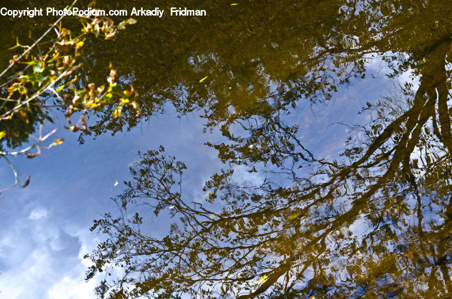 Outdoors, Pond, Water, Land, Marsh, Swamp, Birch
