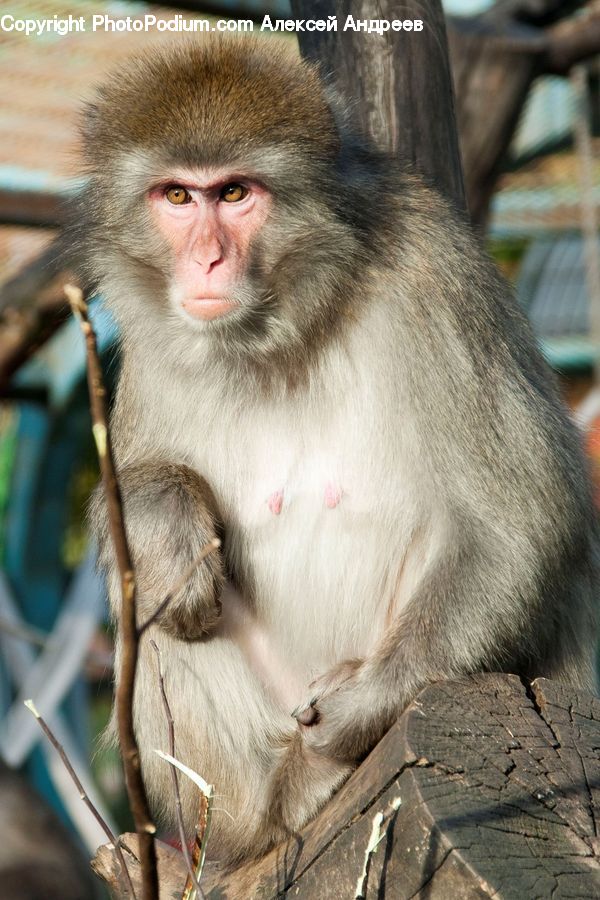 Animal, Mammal, Monkey