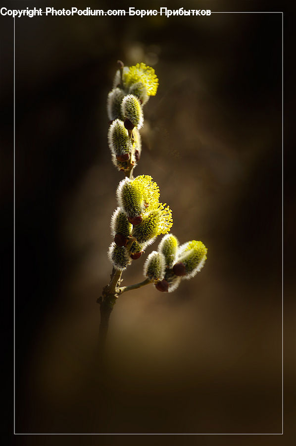Flora, Pollen, Bud, Plant, Flower, Thistle, Weed