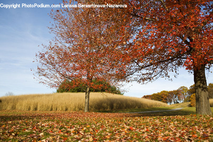 Grassland, Mound, Blossom, Flora, Flower, Plant, Cherry Blossom