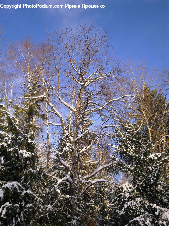 Ice, Outdoors, Snow, Conifer, Fir, Plant, Tree