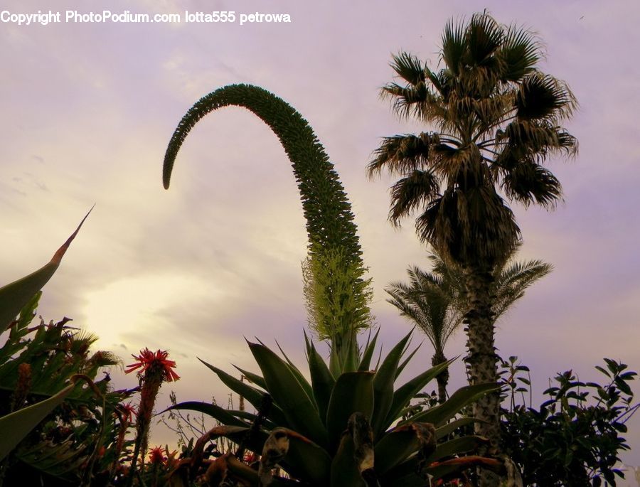 Plant, Potted Plant, Palm Tree, Tree, Arecaceae, Aloe, Blossom