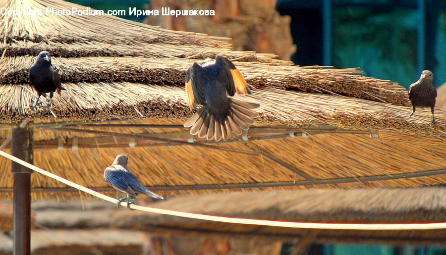 Bird, Swallow, Pigeon, Pheasant, Cup, Jay, Dove