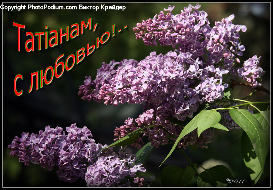 Blossom, Flower, Lilac, Plant, Flora, Lupin, Cherry Blossom