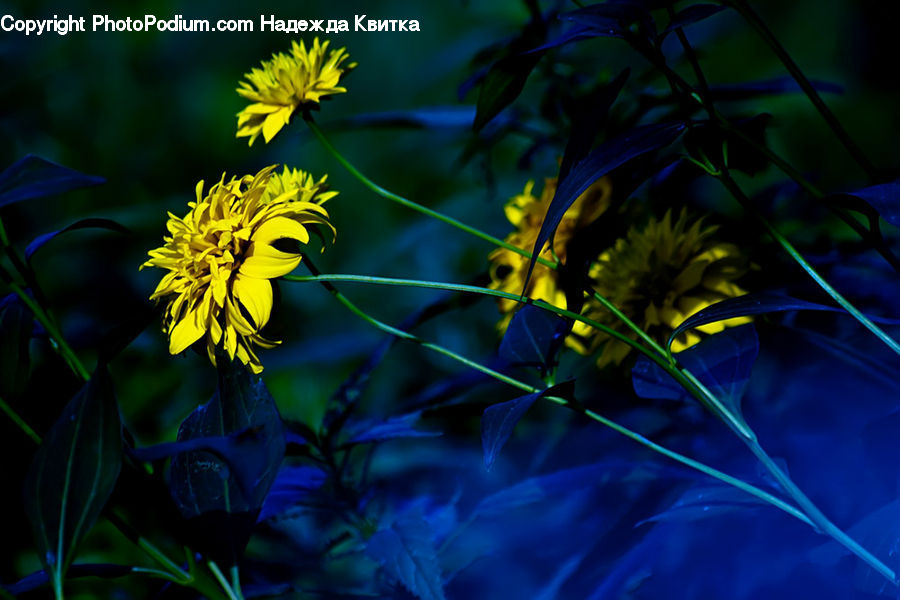 Blossom, Flora, Flower, Plant, Sunflower, Asteraceae, Dill