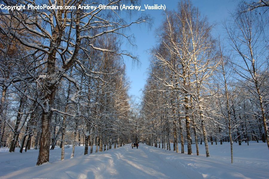 Birch, Tree, Wood, Landscape, Nature, Scenery, Forest