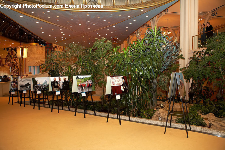 Plant, Potted Plant, Tripod, Food Court, Bonsai, Tree, Herbal