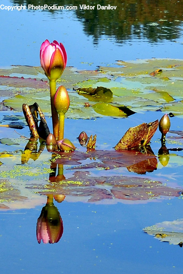 People, Person, Human, Flower, Lily, Plant, Pond Lily