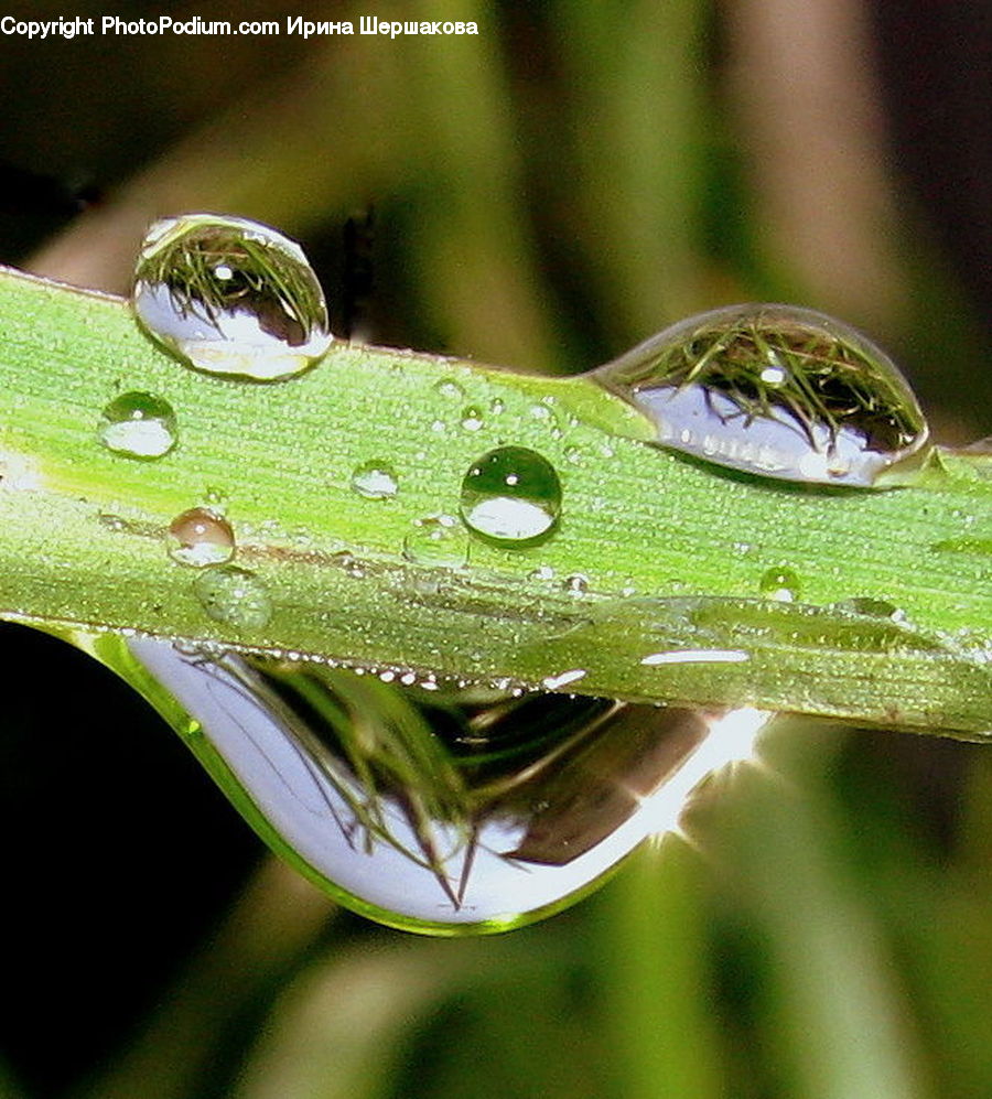 Droplet, Field, Grass, Grassland, Plant