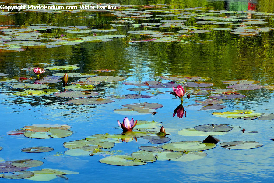 Flower, Lily, Plant, Pond Lily, Outdoors, Pond, Water