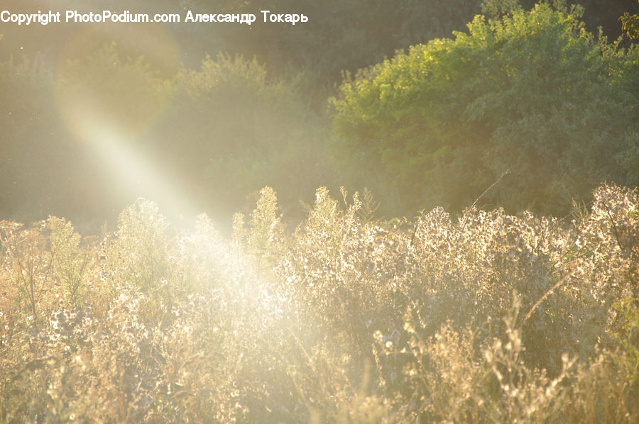 Field, Grass, Grassland, Plant, Vegetation