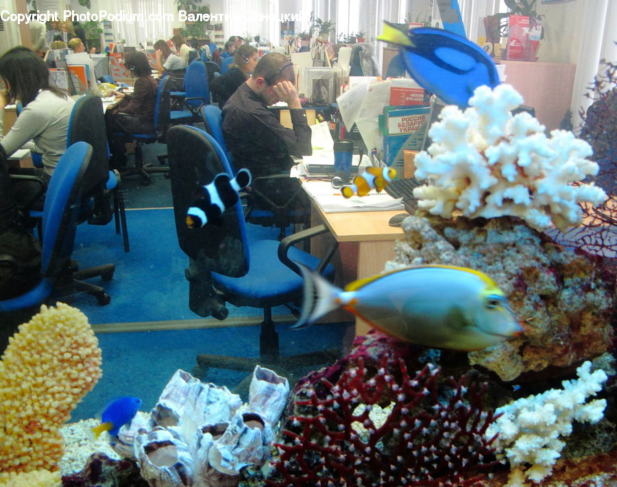 People, Person, Human, Fish, Sea Life, Surgeonfish, Chair