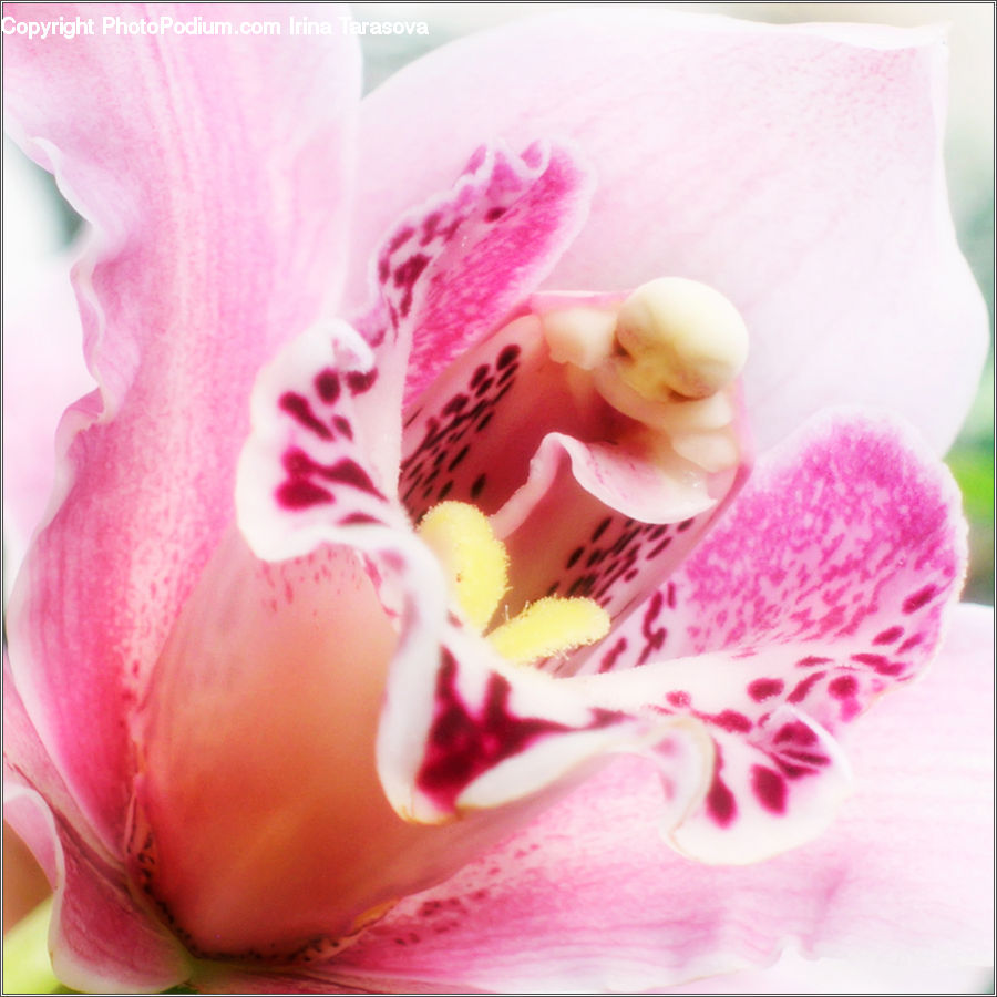 People, Person, Human, Blossom, Flora, Flower, Orchid