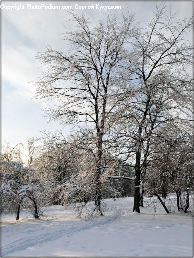 Ice, Outdoors, Snow, Plant, Tree, Landscape, Nature