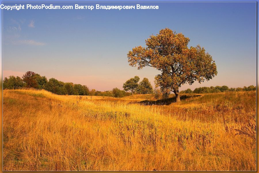 Field, Grass, Grassland, Land, Outdoors, Savanna, Plant
