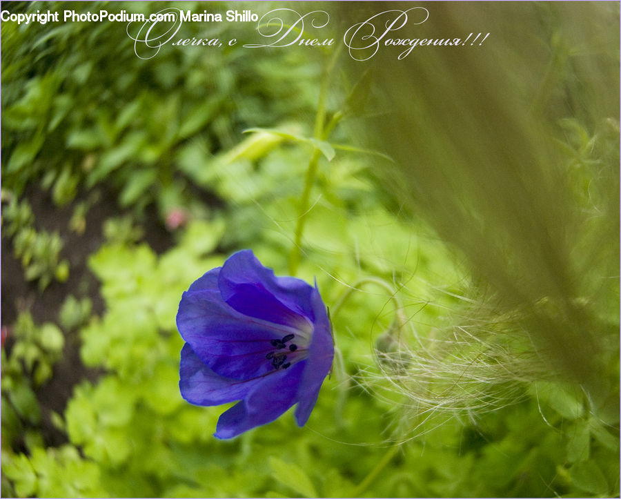 Blossom, Flora, Flower, Geranium, Plant, Poppy, Crocus
