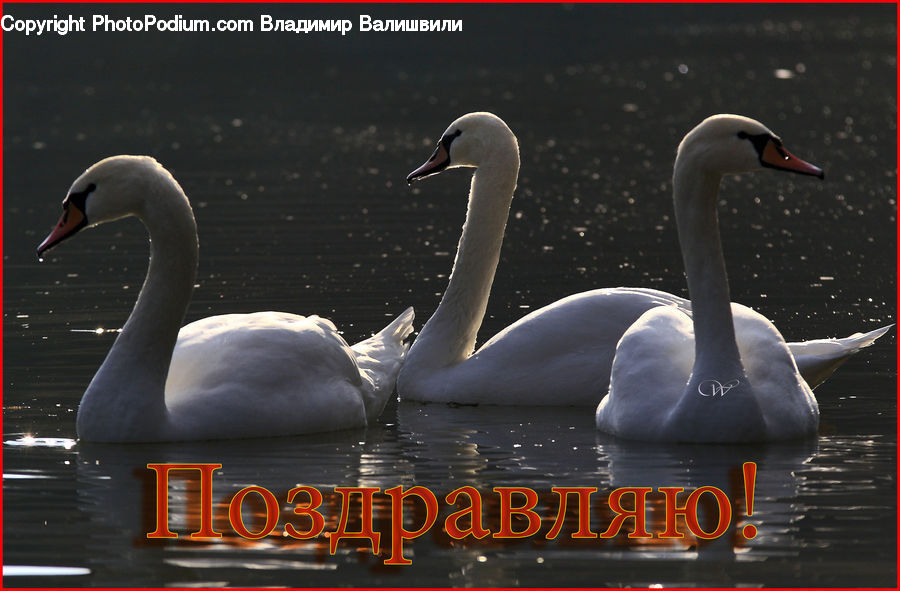 Bird, Swan, Waterfowl, Beak, Goose, Water